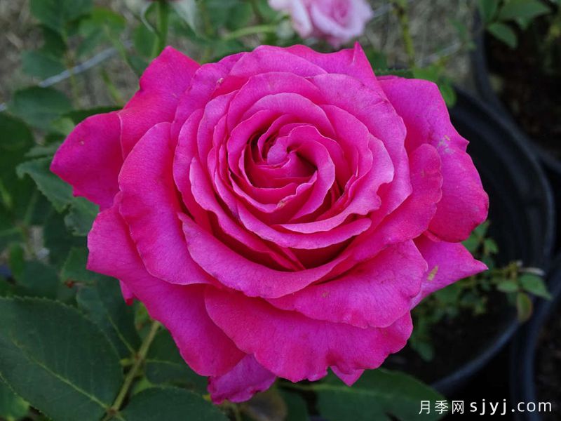 四月月亮月季/四月之月April Moon(图1) 四月月亮月季/四月之月April Moon(图1)