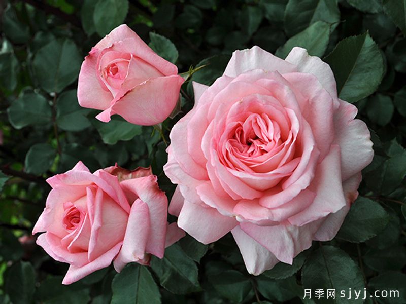 萨凡纳月季Savannah(图2)