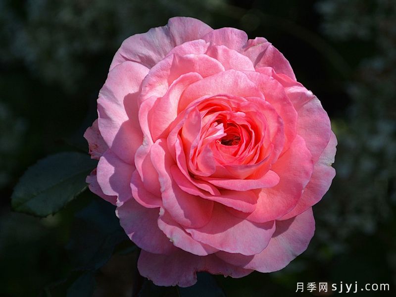萨凡纳月季Savannah(图3)