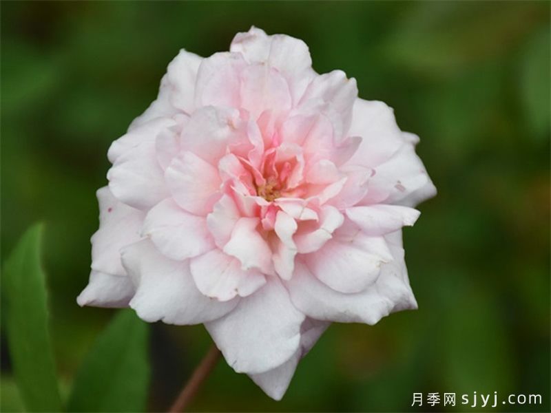 塞西尔布伦纳月季/塞西尔布吕耐Cecile Brunner(图1)