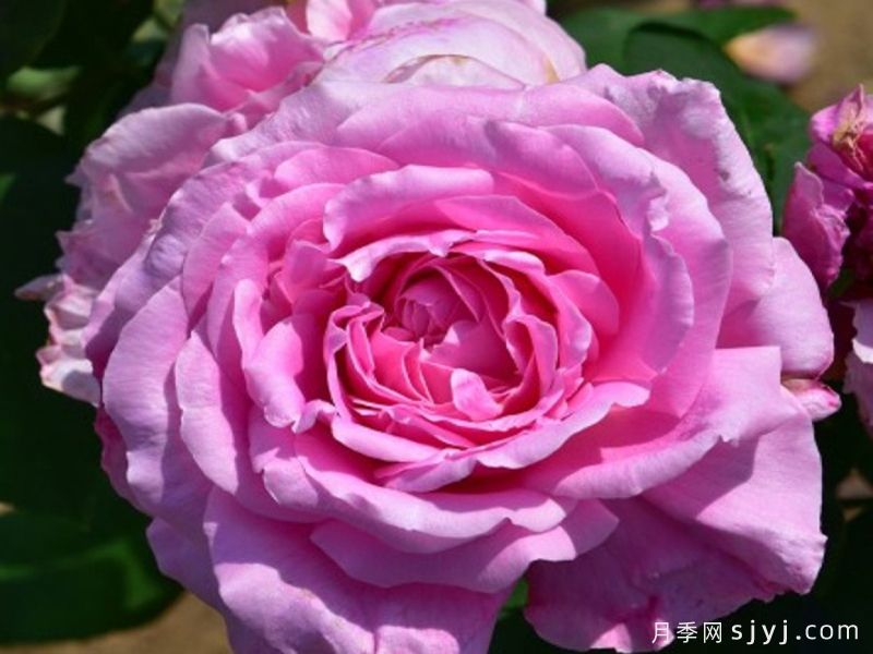 女王陛下月季/女皇陛下Her Majesty(大花)(图1)