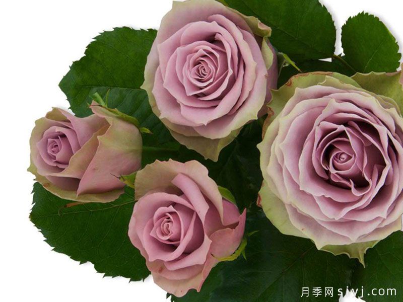萨蔓莎的婚礼月季/萨曼莎的新娘Samanthas Bridal(图1)