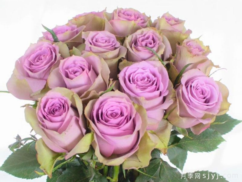 萨蔓莎的婚礼月季/萨曼莎的新娘Samanthas Bridal(图2)