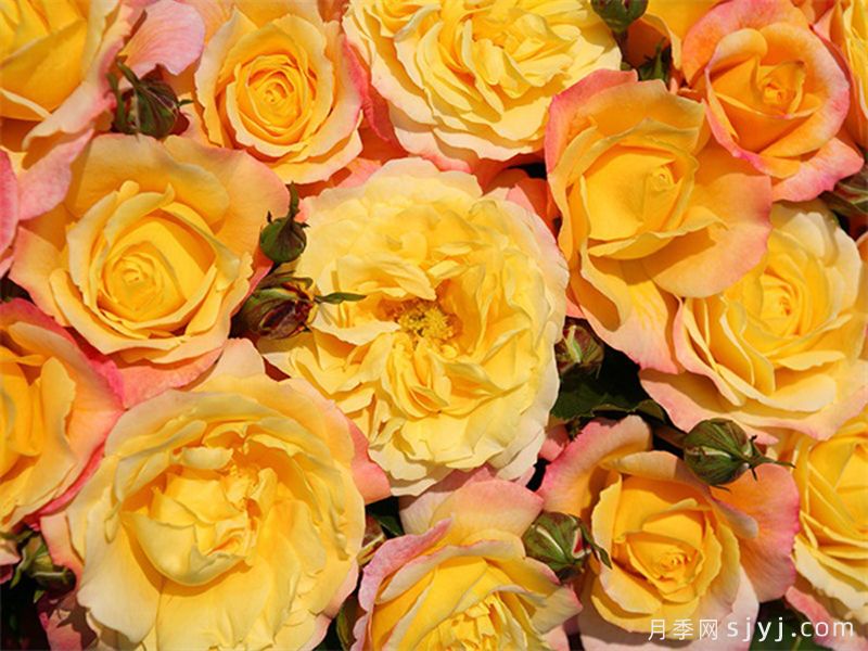 希望玫瑰月季/玫瑰之夜Rose der Hoffnung(图1)