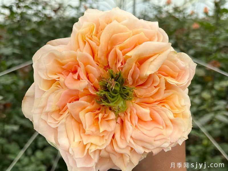 香瓜激情月季Melon X-pression(图1)