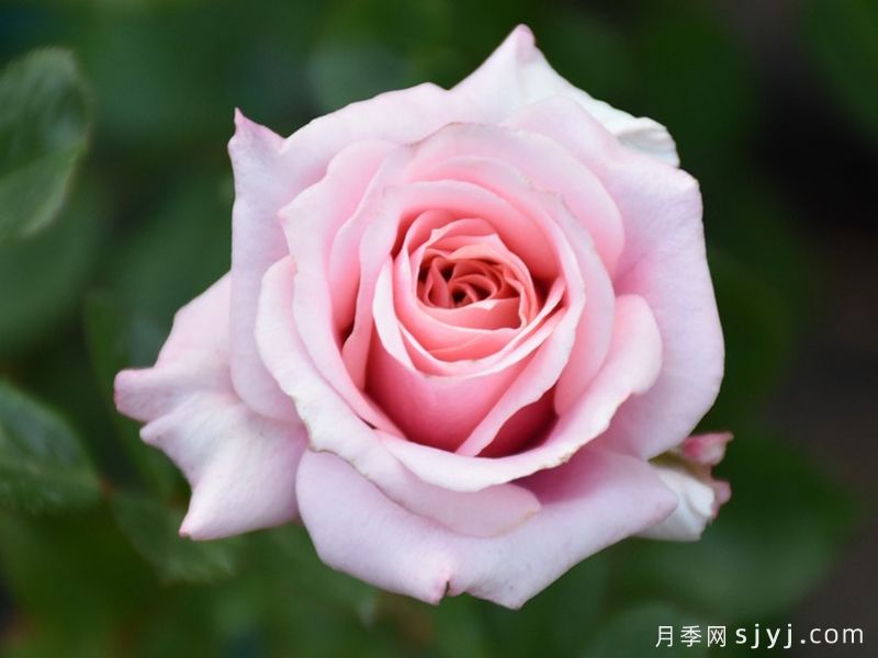 月季育种家：​新西兰弗兰克月季公司(Franko)(图1)