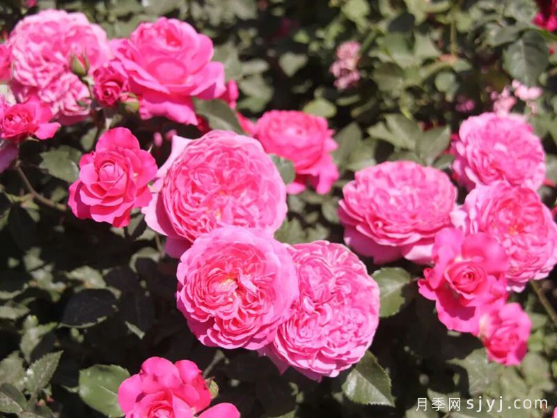 新时代月季(图2)