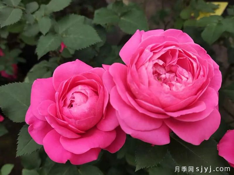 新时代月季(图1)