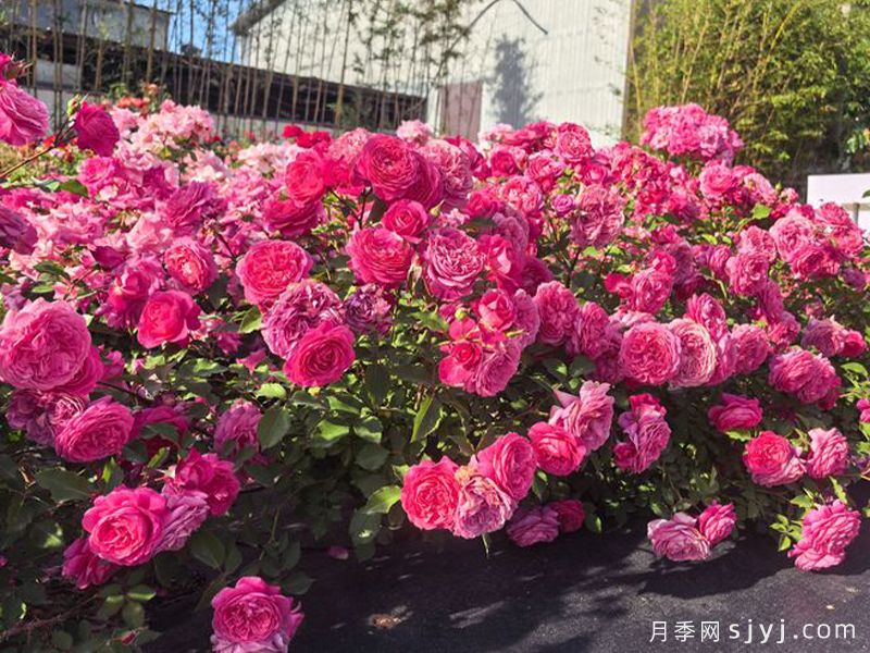 新时代月季(图3)