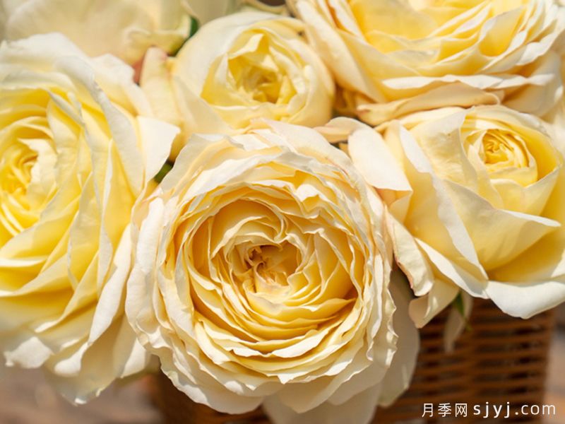 新柳月季(图1)