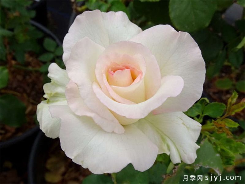 雪莉花束月季Shirleys Bouquet(图1)