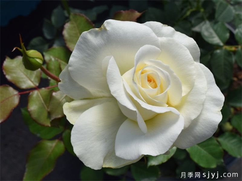 雪莉花束月季Shirleys Bouquet(图2)
