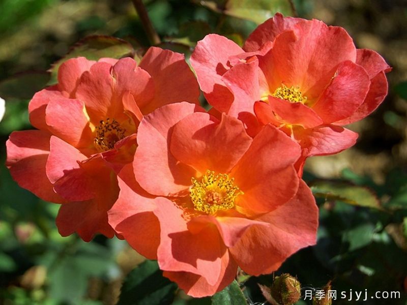 伊迪丝霍尔登月季Edith Holden(图1)