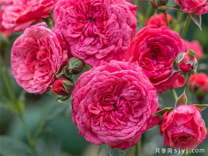 咿咿呀呀月季Cri Cri(图1)
