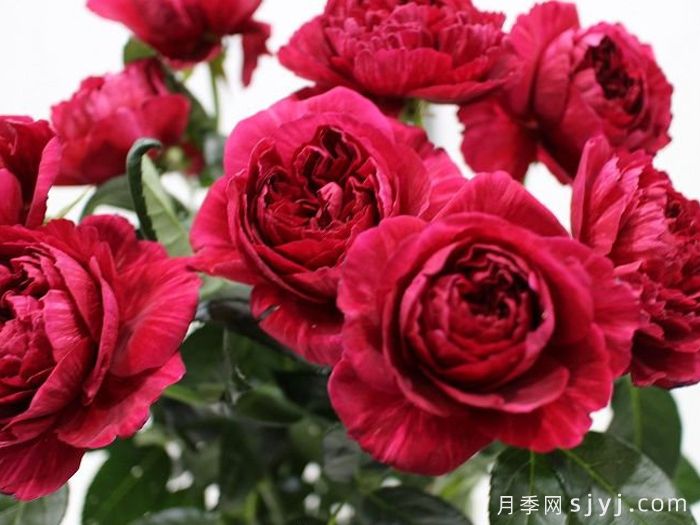 真彩230月季/领带月季Ligare(图2)