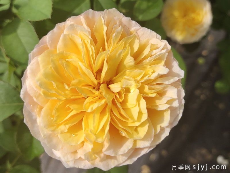朱丽叶（Juliet）月季——值得养护的切花月季品种(图2)