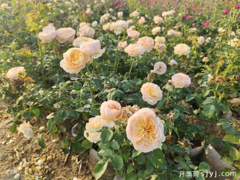 朱丽叶（Juliet）月季——值得养护的切花月季品种(图3)