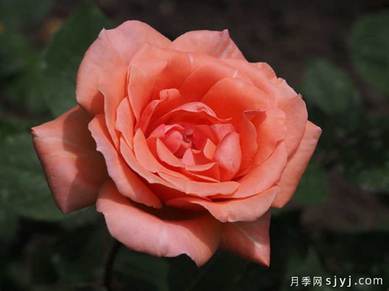 祝福月季Blessing(图2)