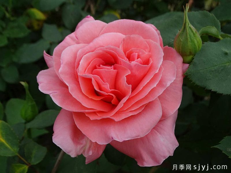 祝福月季Blessing(图1)
