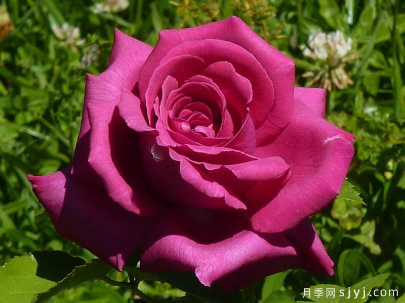 紫色香水月季Purple Perfumella(玫昂)(图1)