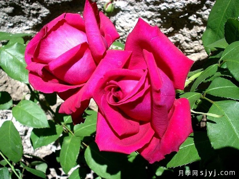 紫色香水月季Purple Perfumella(玫昂)(图2)