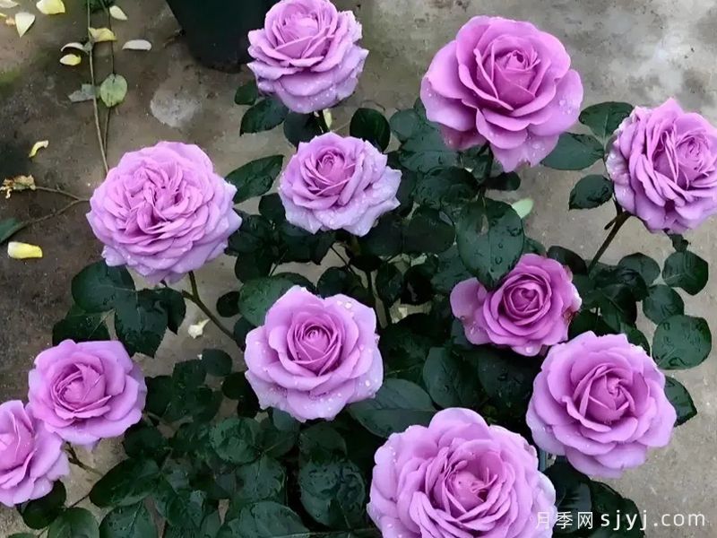 紫薇星月季(图1)