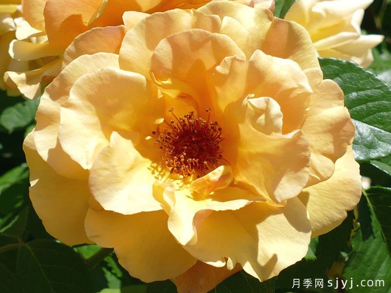 左马驭者月季/普斯提里翁/邮差Postillion(图3)