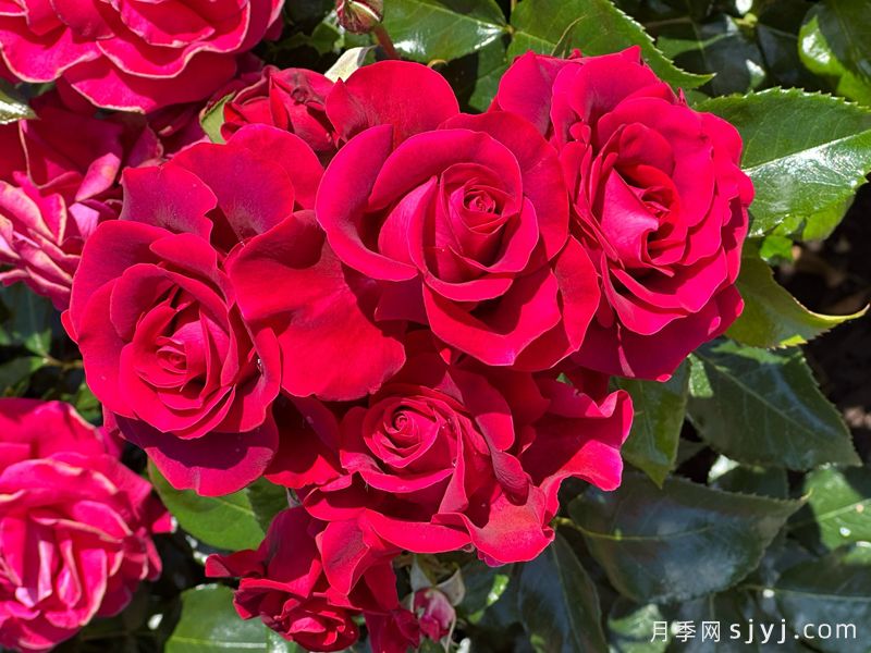我们的纪念日月季/尽善尽美Our Anniversary(图1)