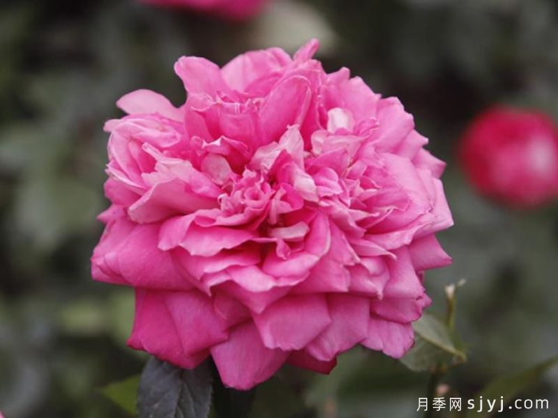 婉约月季(图1)