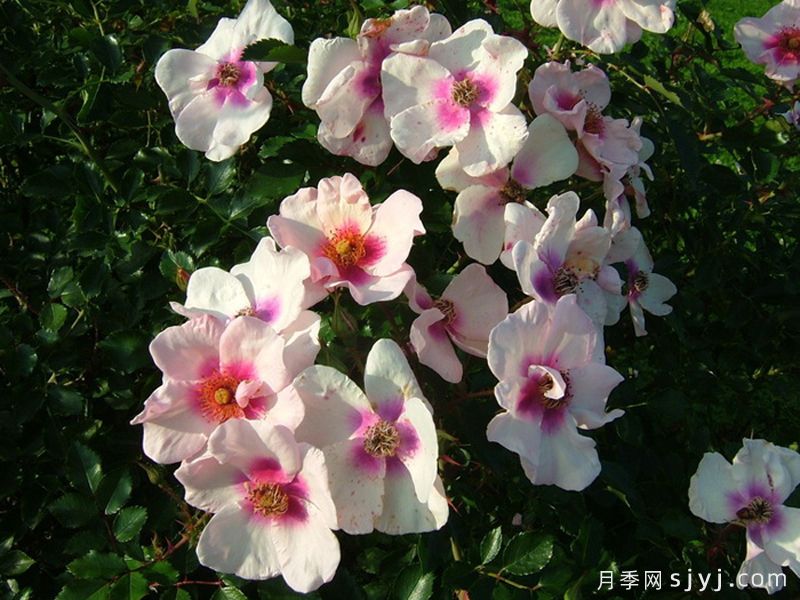 微笑的眼睛月季Smiling Eyes(图3)