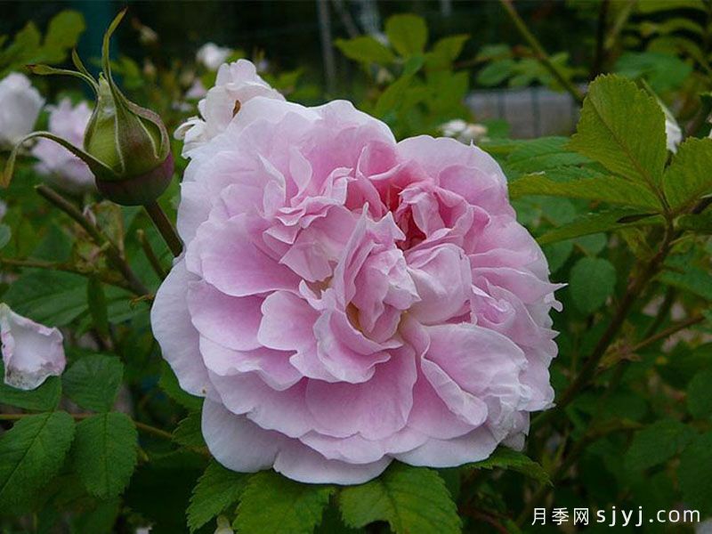 马丁弗罗比歇月季Martin Frobisher(图3)