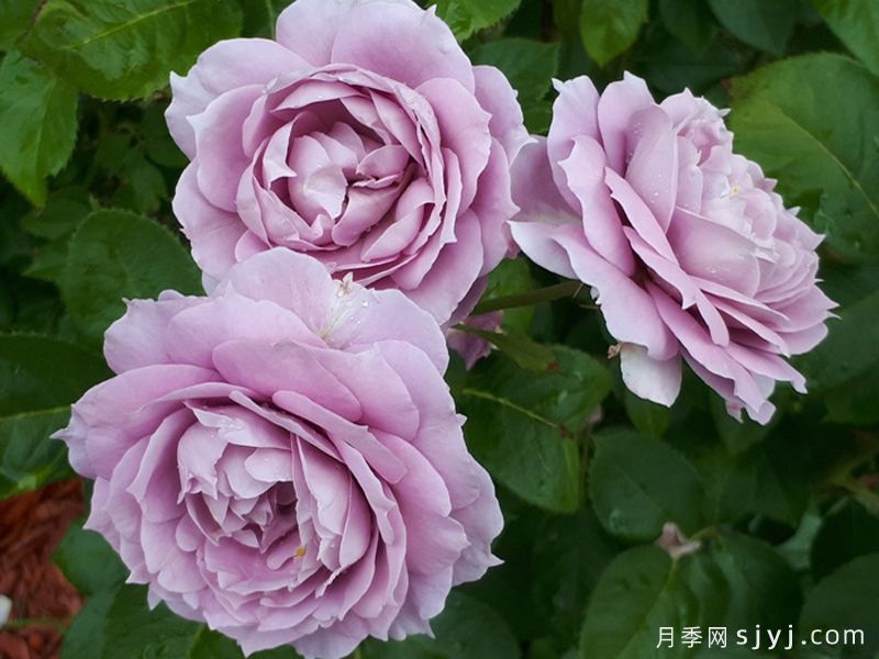 诺瓦利斯月季/蓝花诗人/波塞冬Novalis(图3)