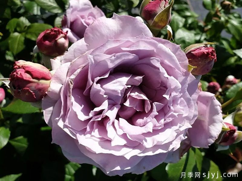 诺瓦利斯月季/蓝花诗人/波塞冬Novalis(图2)