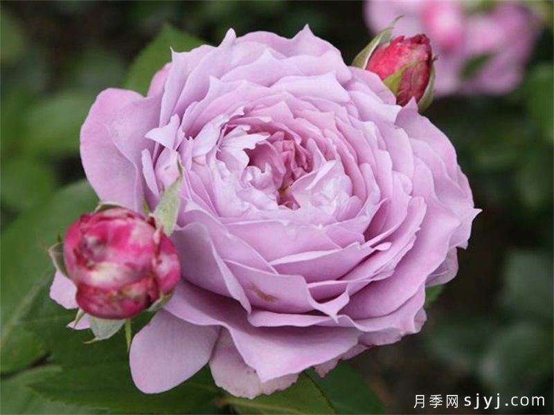 诺瓦利斯月季/蓝花诗人/波塞冬Novalis(图1)