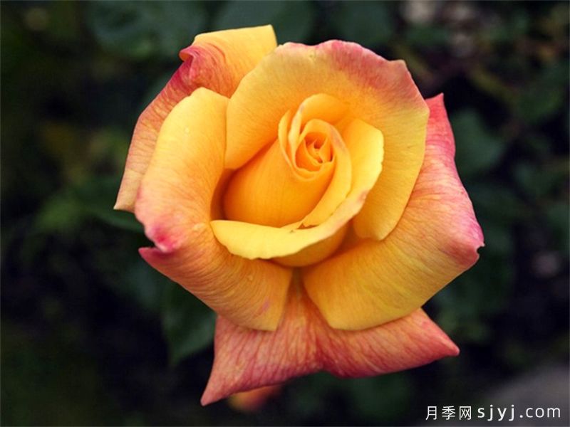 萨特黄金月季/苏丹黄金Sutters Gold(图3)