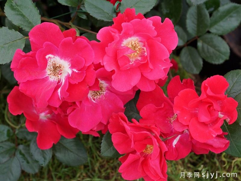 丘顿月季Chewton Rose(图1)