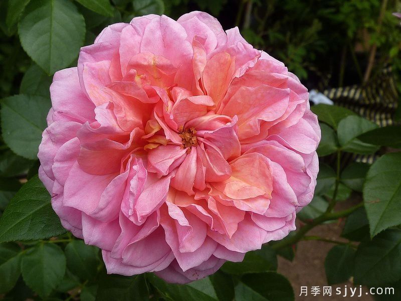 苹果点心月季/皮平Pippin(图1)