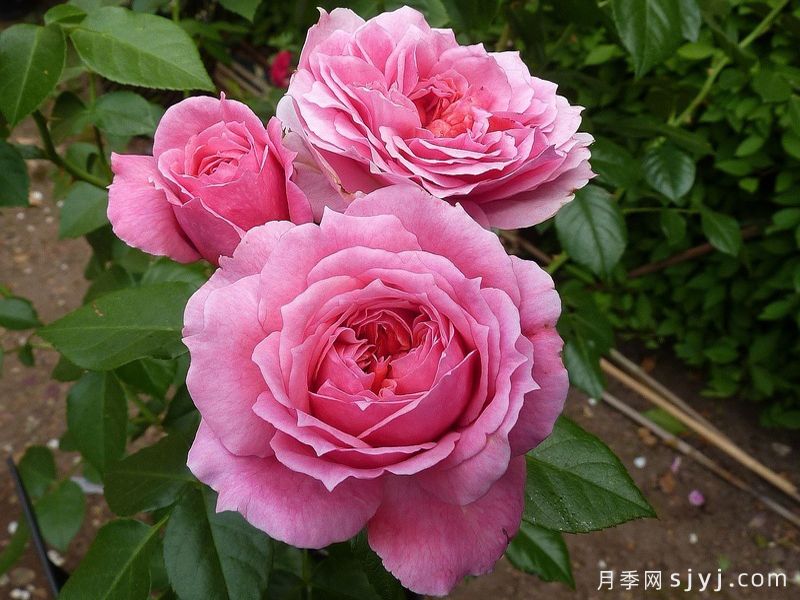 苹果点心月季/皮平Pippin(图2)