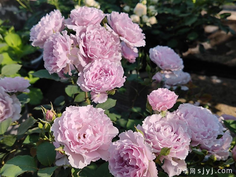 蜻蜓月季Libellula(图4) 蜻蜓月季Libellula(图4)