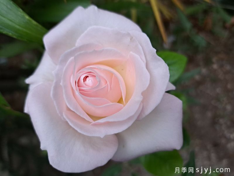 情迷白鹭洲月季/天鹅蹁跹La Sauvagine Terre et Passion(图3)