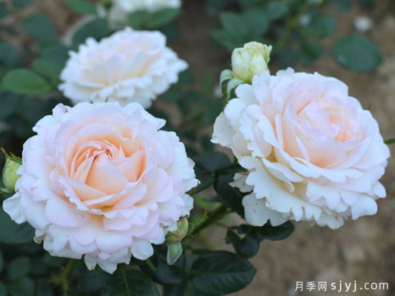 情迷白鹭洲月季/天鹅蹁跹La Sauvagine Terre et Passion(图2)