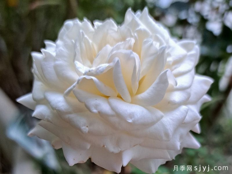 情迷白鹭洲月季/天鹅蹁跹La Sauvagine Terre et Passion(图4)