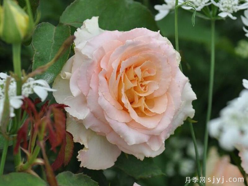 乌列天使神之焰月季/乌列尔/神之焰Uriel(图3)