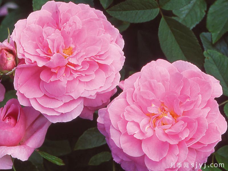 五月花月季The Mayflower(图1)
