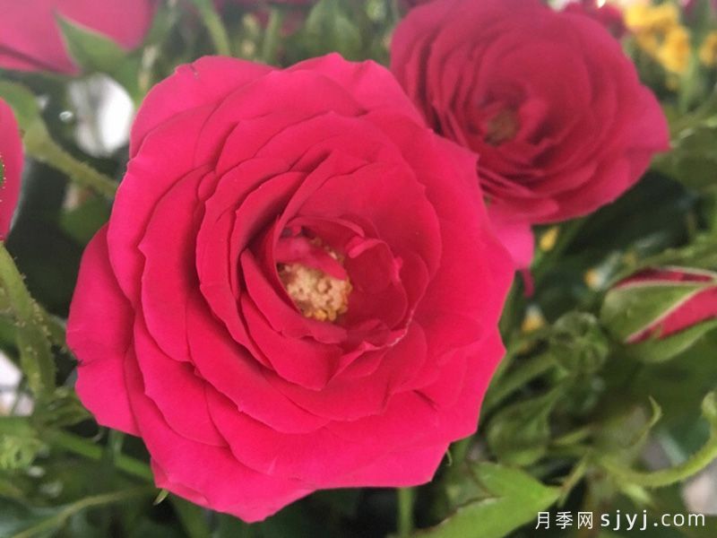 妩媚芭比月季(图1)