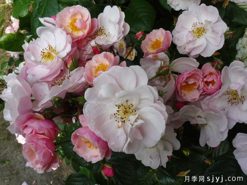 乌托邦月季/中意小姐月季Utopia(图2)