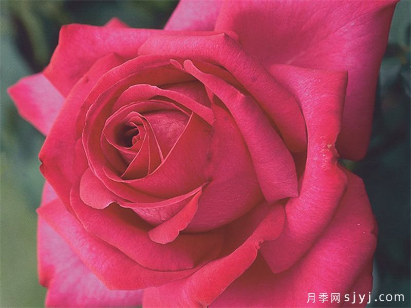 诉说月季/丰腴美人/花园女王/旺达菲拉格慕Parole(图4)