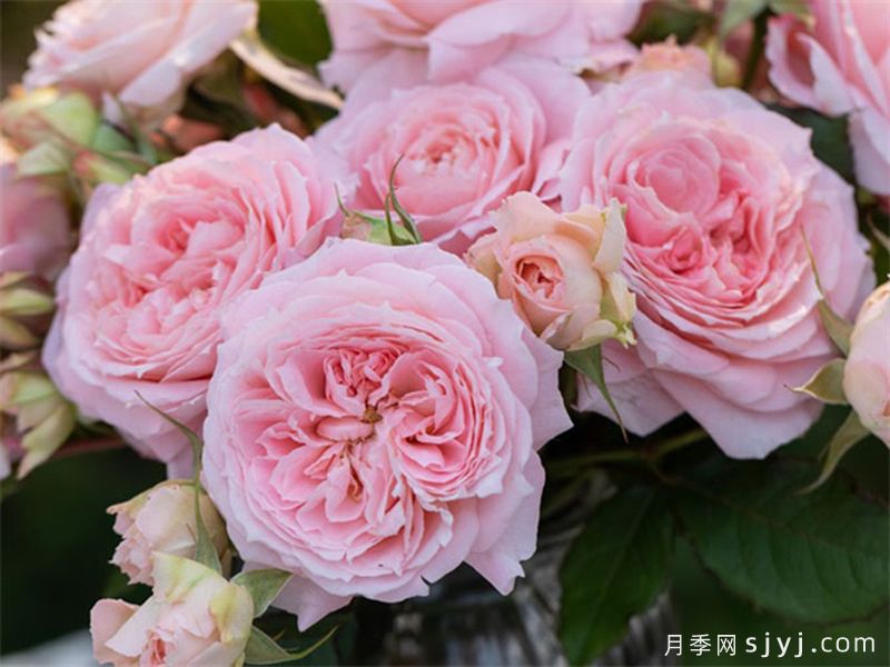 忘忧月季(图3)