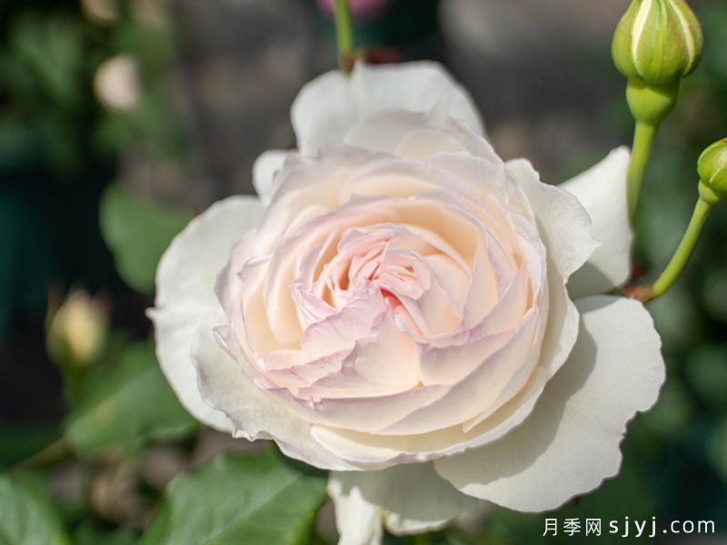霜玉月季(图2)