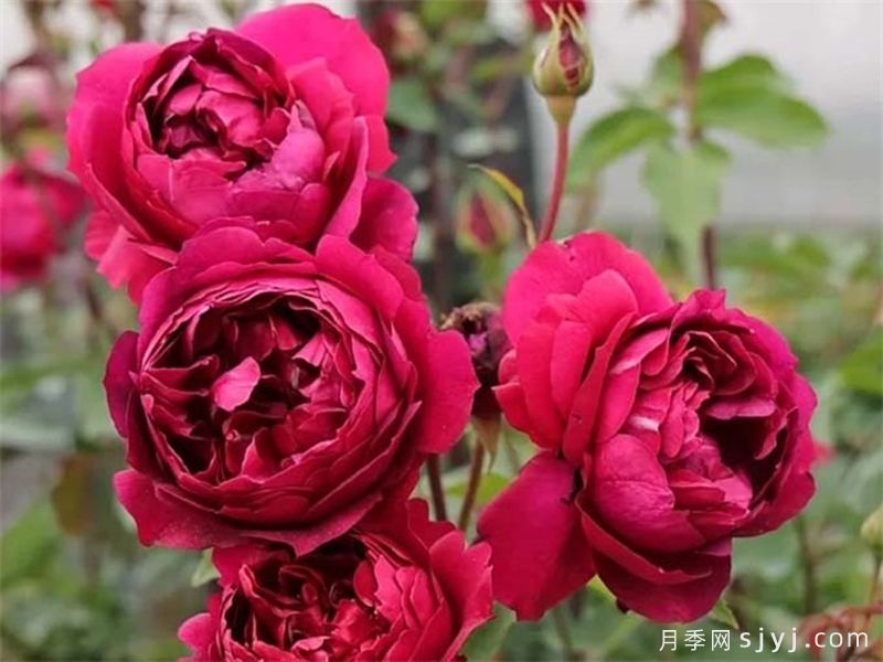 秋日胭脂月季Autumn Rouge(图2)